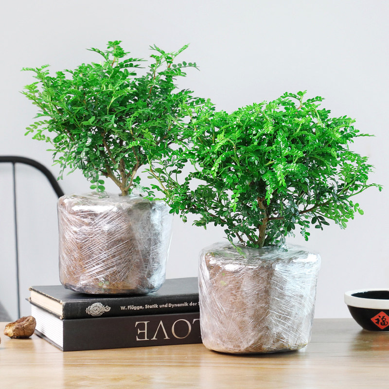宅品清香木盆栽胡椒木盆栽驱蚊草植物室内正宗盆景老桩四季常青防蚊绿植好养2盆大苗包成活 不含盆 带盆 虎窝购