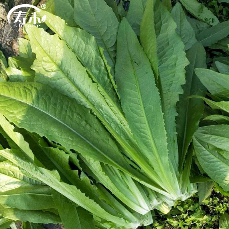 寿禾 春冬季蔬菜种子品种大全菜籽 米香油麦菜种子3g