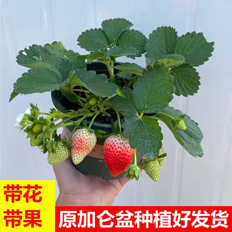 桃熏草莓品种介绍图片