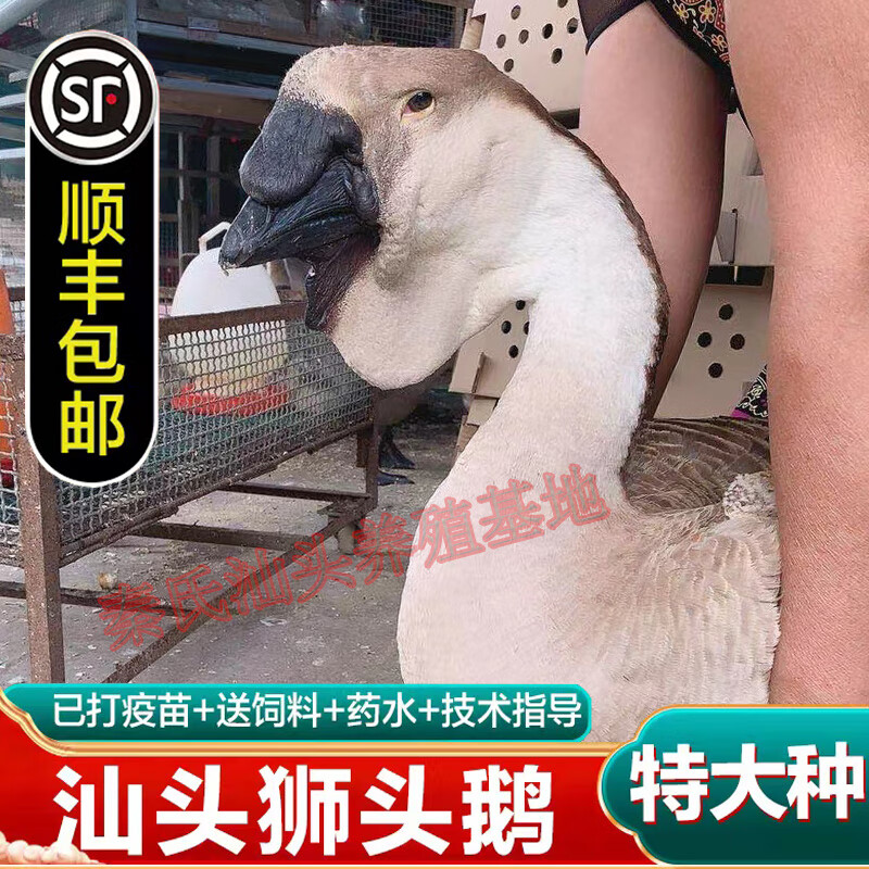 秋颖狮头鹅活苗潮汕纯种幼鹅苗特大种家养小灰鹅 纯种狮 6只起拍)