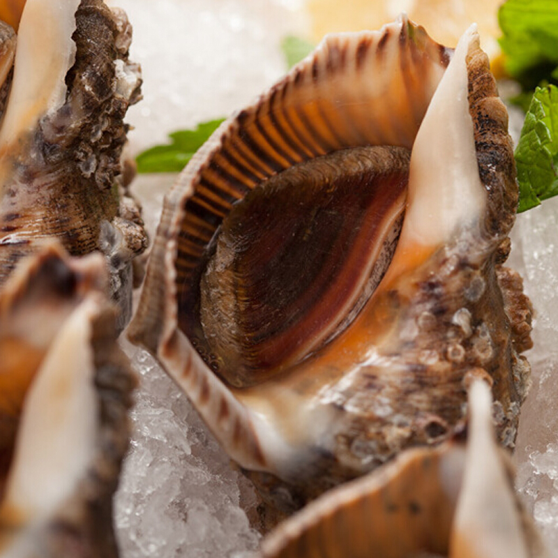 最洽年货大号 大连大海螺 1.5kg 海鲜水产 大号 3斤