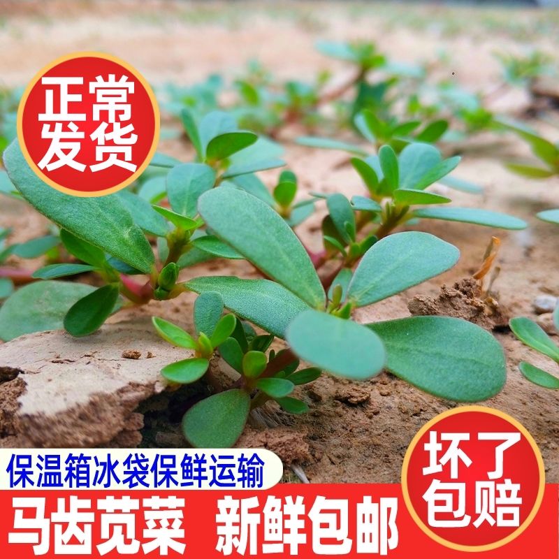 马齿苋菜新鲜马齿菜马蜂菜野菜马菜马齿笕蚂蚱菜 4斤装(现挖现发)