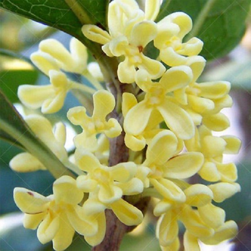 桂花树苗桂花苗盆栽金桂四季桂室内外浓香型阳台花卉绿植庭院盆景植物