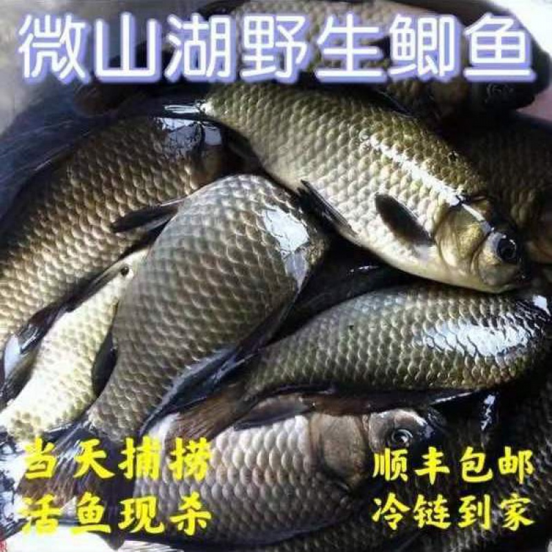 【御泸鲜湘旗舰店】微山湖正宗野生鲫鱼新鲜现杀现发500g孕妇月子滋补