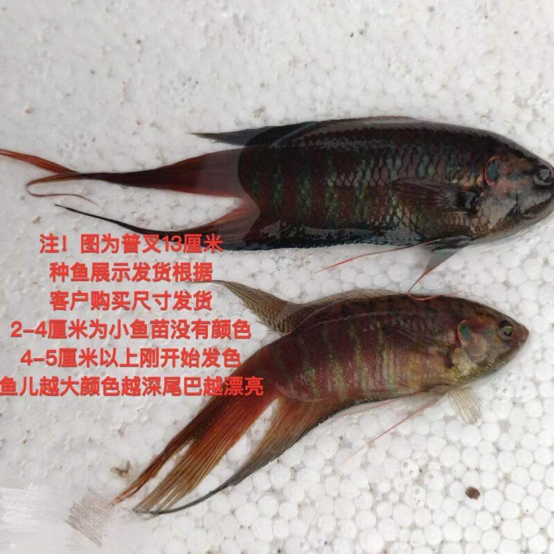 中国斗鱼活鱼普叉不换水观赏鱼花手巾旁皮婆好耐养的淡冷水金鱼 普叉