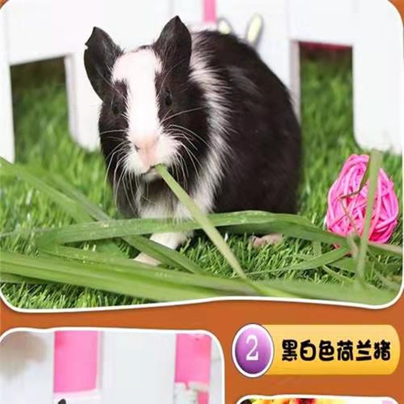 荷兰兔宠物活体荷兰猪饲料食物包活物小香猪活体荷兰猪食物饲料健康包