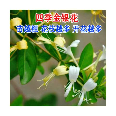金银花树苗北花一号可食用爬藤植物盆栽地栽四季南方北方开花 四季/带