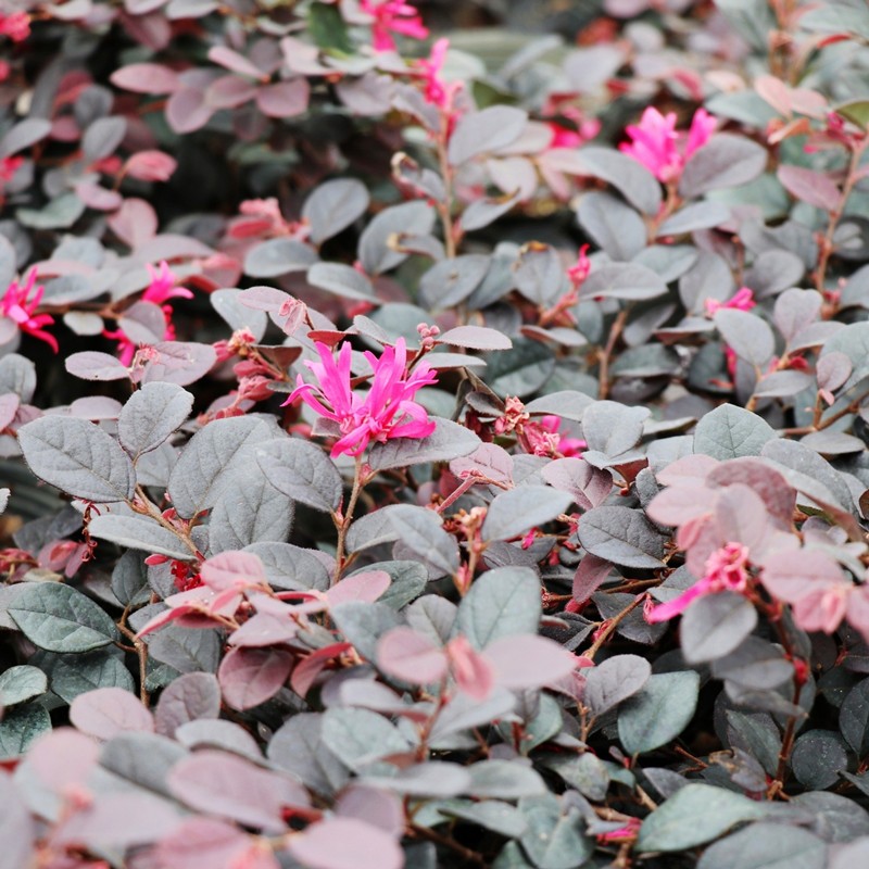 中梦红花继木树苗绿化苗色块灌木开花植物/ 红花继木30-40cm高50棵