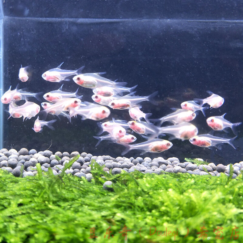 小型鱼热带观赏鱼红肚皮透明鱼玻璃拉拉群游灯科鱼活体 1cm红肚玻璃10