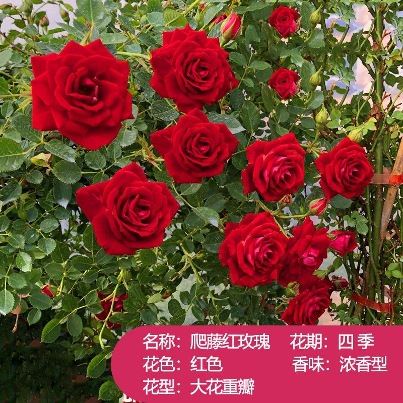 蕊鲜生玫瑰花苗四季开花浓香型老桩苗阳台庭院盆栽卡罗拉玫瑰花大花