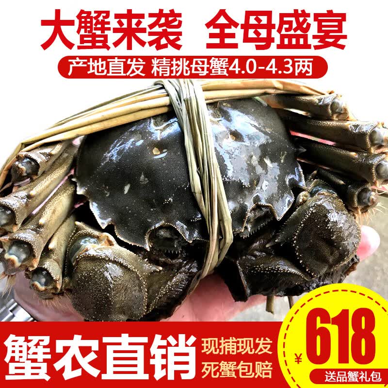 【活蟹】阳澄小斌大闸蟹 鲜活特大螃蟹公蟹母蟹 海鲜水产生鲜礼盒 精品特大全母蟹4.0-4.3两 八只装