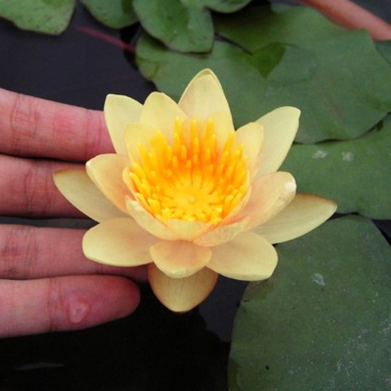 四季迷你睡莲盆莲 种藕水莲花小睡莲水培睡莲鱼缸盆栽莲花荷花苗 子午