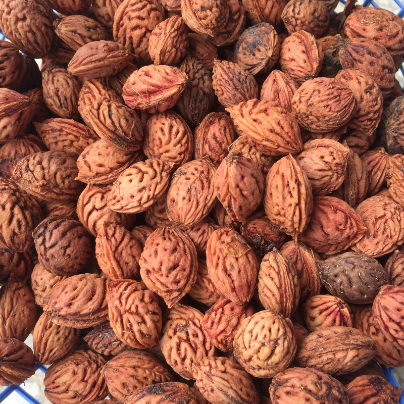 播种心情 毛桃种子毛桃树种子毛桃核山杏子树桃树种子山桃种子嫁接