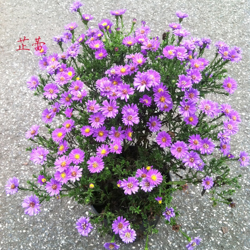 花卉种子花草种子 种子蓝紫色 纽约紫菀花多年生 试种装荷兰菊1000粒