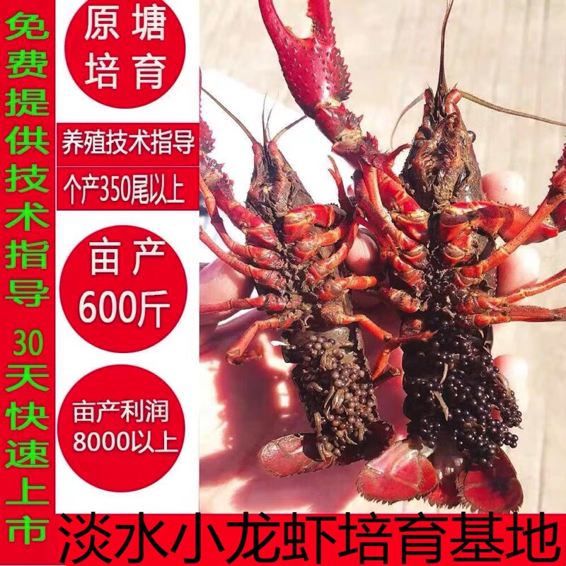 小龙虾苗种种虾抱卵食用湖北养殖水产繁育淡水活体龙虾苗种苗幼苗 种虾3斤怎么看?