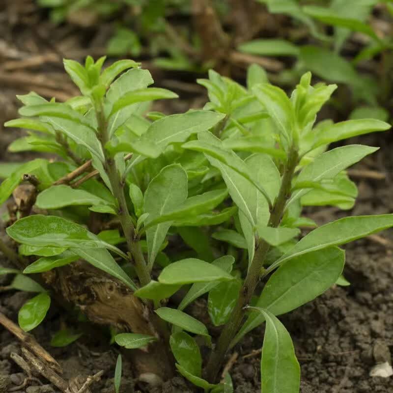 素界 新鲜蔬菜枸杞菜枸杞头嫩芽采摘 枸杞尖枸杞苗芽菜新鲜顺丰 1000g