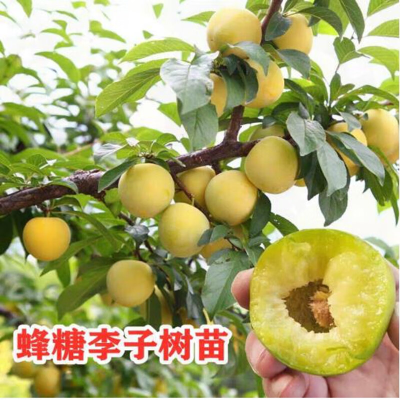倾颜蜂糖李子树苗 嫁接李子苗 青脆李脱骨李早熟脆红李苗南北方种植 4