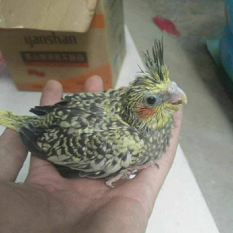 豪蚨鹦鹉雏半毛活体宠物观赏玄凤雏鸟牡丹小太阳活物亲人上手幼鸟豪蚨