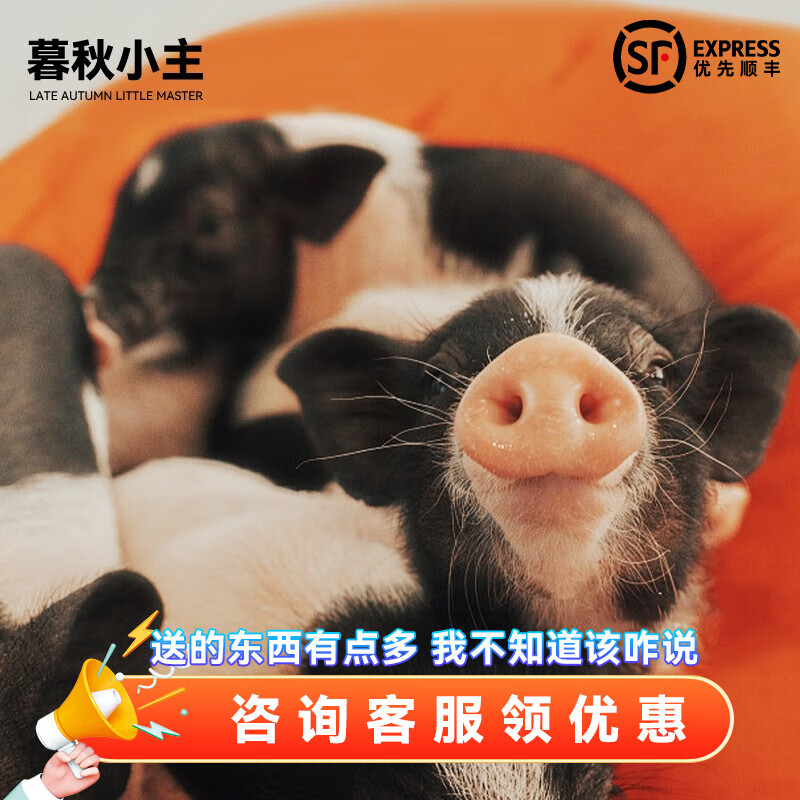 暮秋小主宠物小香猪活体幼崽家养纯种迷你猪活物可爱萌宠长不大网红