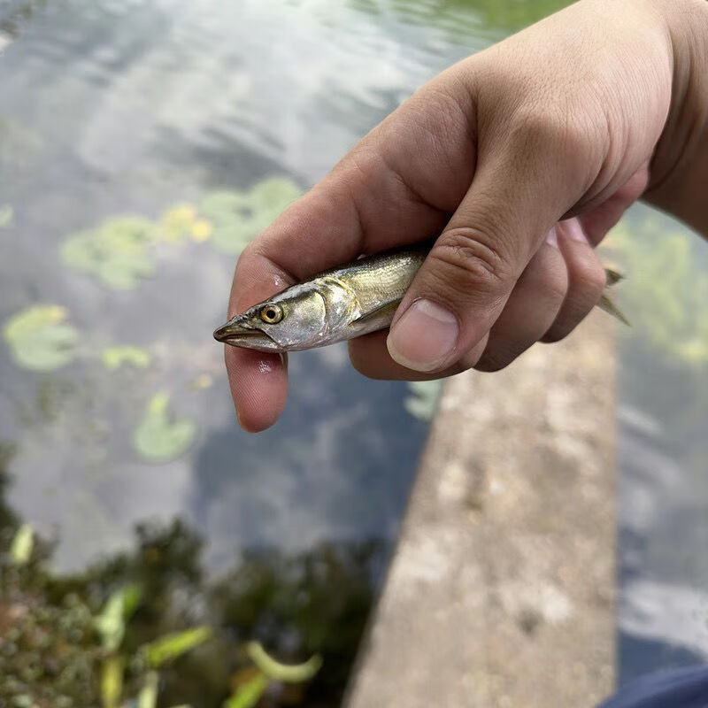 鳡鱼 水老虎 淡水 原生猛鱼 冷水鱼 吃小鱼的鱼 真鱤鱼1条(7-9cm)