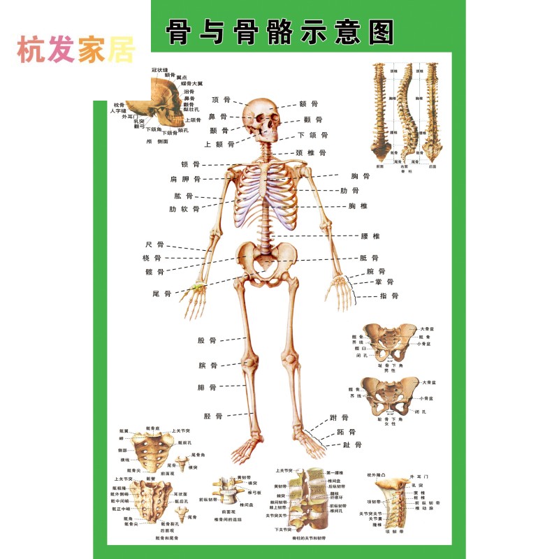 人体全身骨骼结构示意图肌肉结构解剖示意图医院解剖海报展板挂图 骨