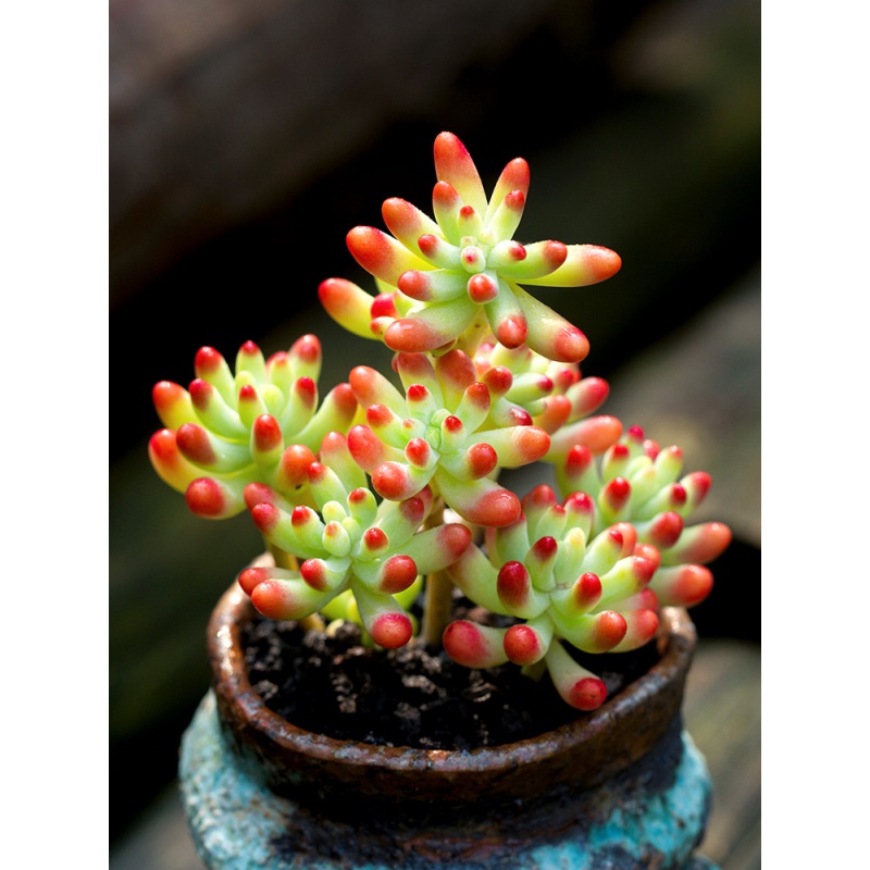 果冻乙女心群生老桩多肉植物超萌肉肉盆栽组合绿植多肉 果冻乙女心群