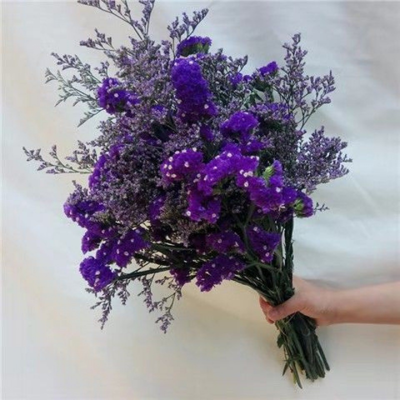 勿忘我满天星干花花束家居装饰花鲜花批发插花客厅花束 紫勿 情人草