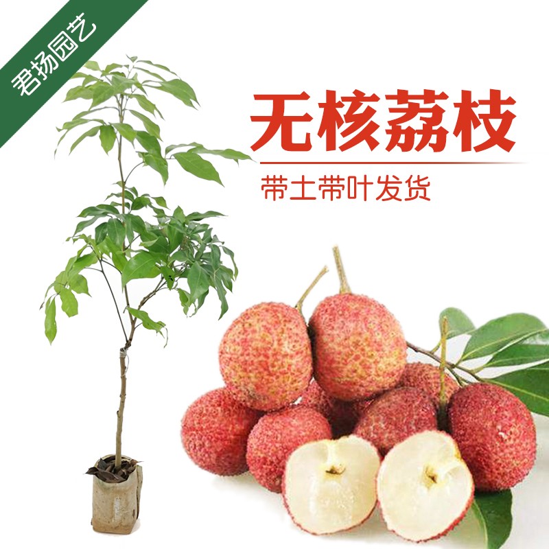 君扬无核a4妃子笑荔枝树苗桂味糯米糍白糖罂鸡嘴荔糯米糍荔枝王荔枝苗