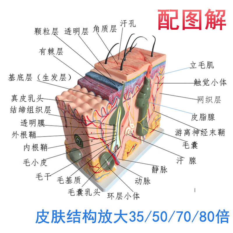 50倍人体皮肤组织结构放大解剖模型美容整形立体皮肤放大模型 50倍