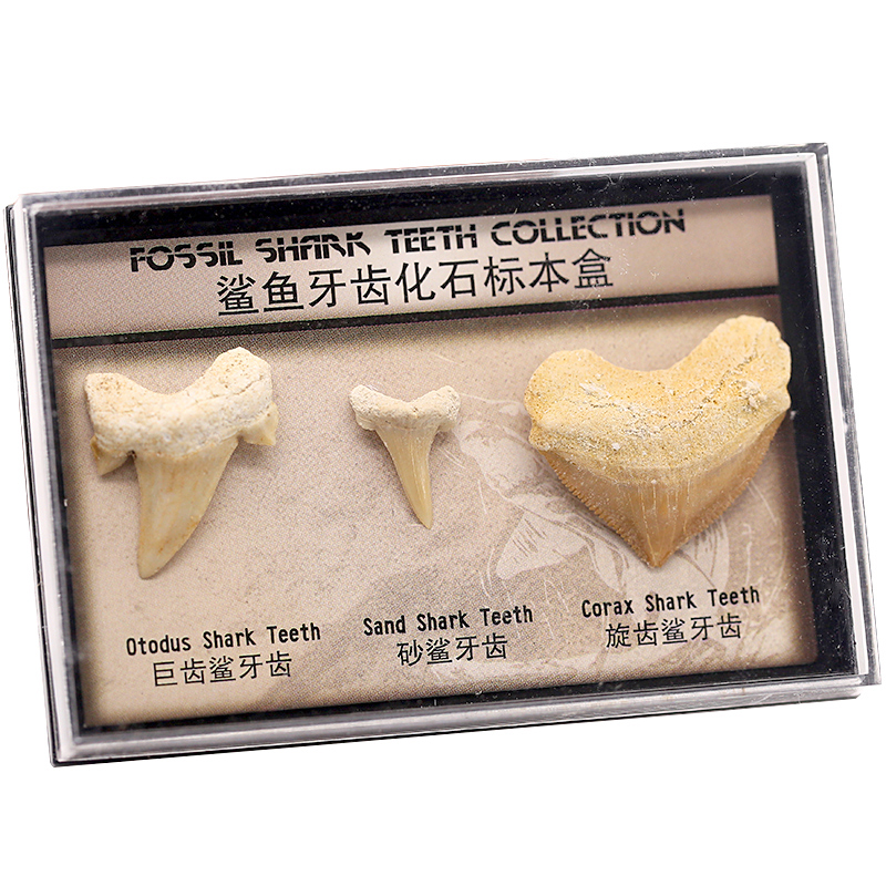 生物化石标本 天然三种古生物巨齿鲨鱼牙齿化石原石儿童古生物化石