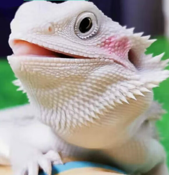 仟芸鬃狮蜥蜴爬宠虫温顺不咬人柑橘橙红黄系超白wit网红可爱zero 微残