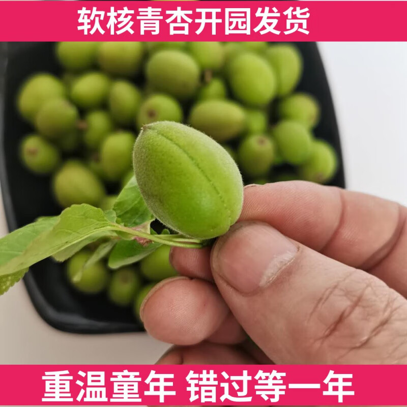 玫栀软核青杏特产新鲜水果杏子酸杏绿杏吃酸杏应季农家 1000斤 现摘