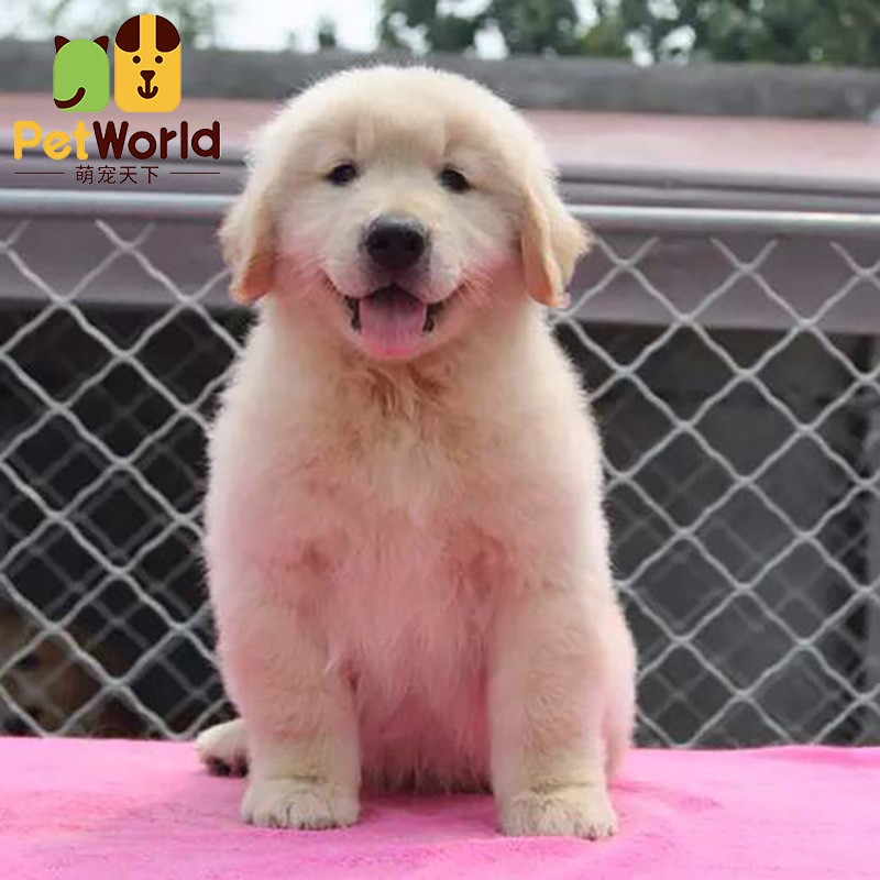 哼嘟(humdu)纯种金毛幼犬 金毛寻回猎犬 宠物犬 金色导盲犬狗崽中型犬