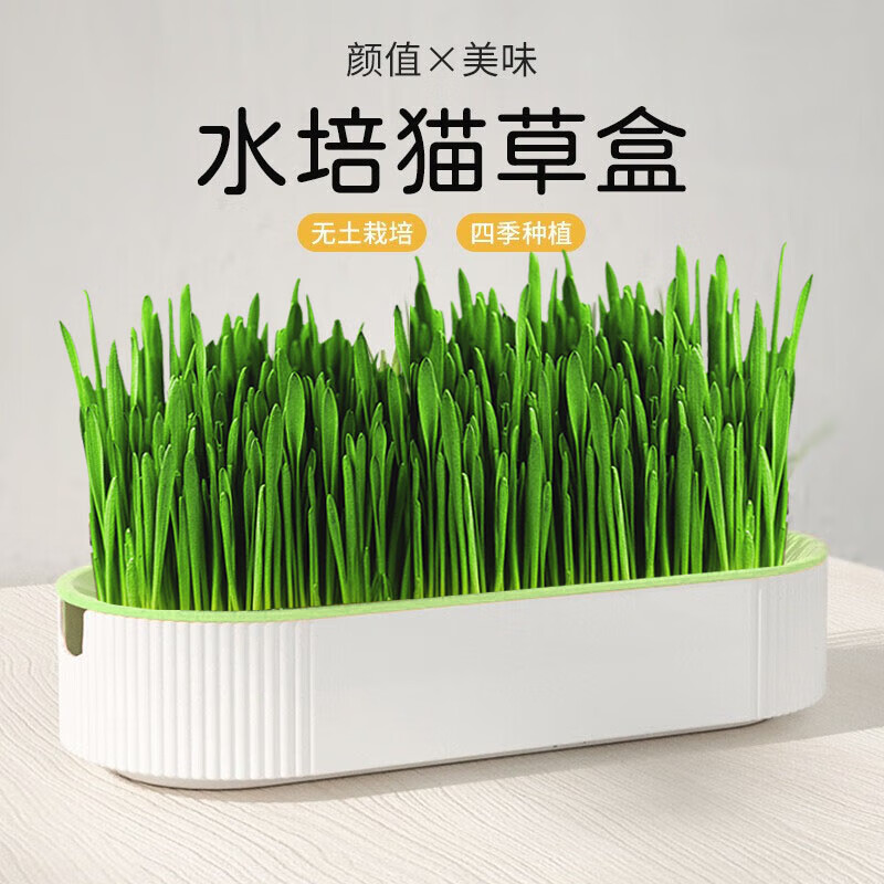 疯狂的主人猫草+10袋小麦种子盆栽无土水培薄荷去化毛球助排毛猫咪零食成幼