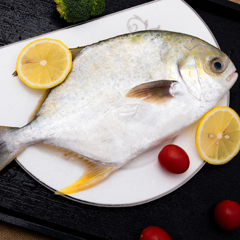 安峰山金鲳鱼新鲜冷冻水产白鲳鱼鲜活速冻海昌鱼平鱼大个海捕金昌鱼 3