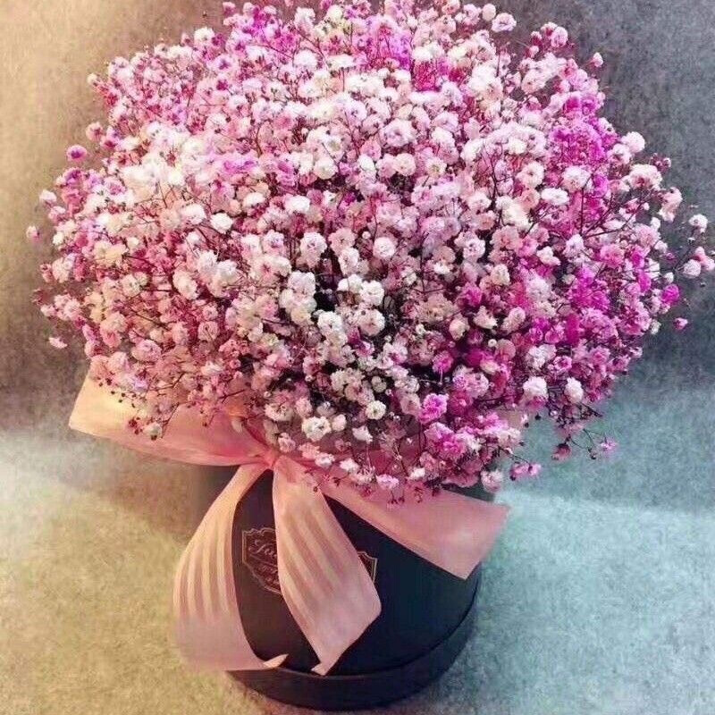 元冬 满天星花种子籽孑室内花卉四季易种易活薰衣草勿忘我太阳花种子