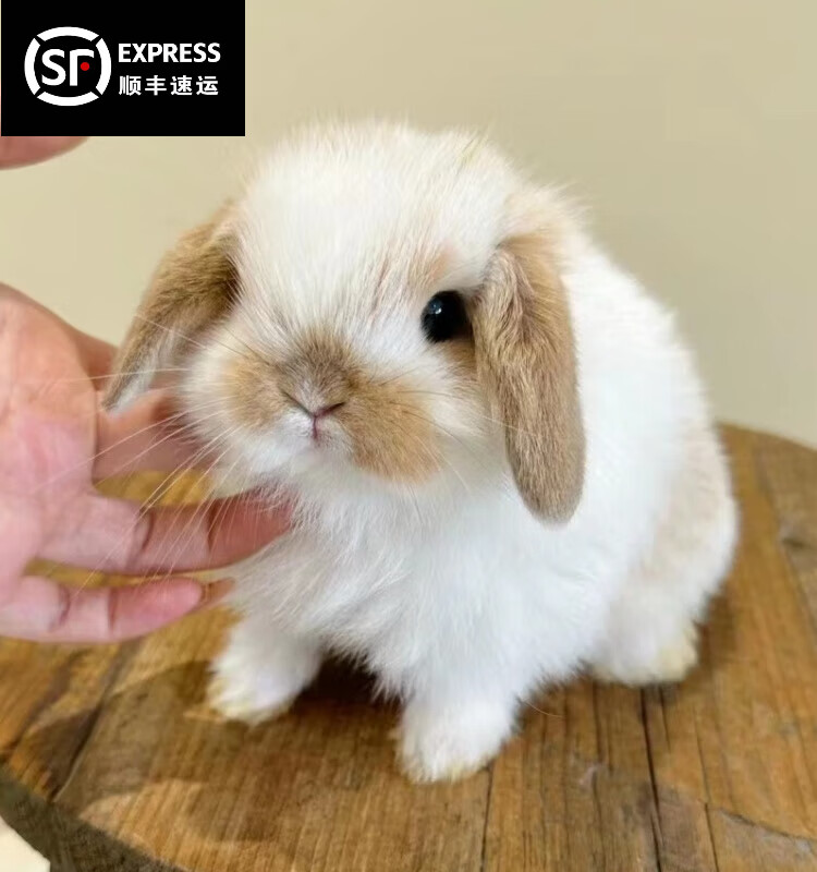 梦茜儿(mexemina)兔子活物侏儒兔凤眼小型茶杯兔长不大不咬人宠物荷兰