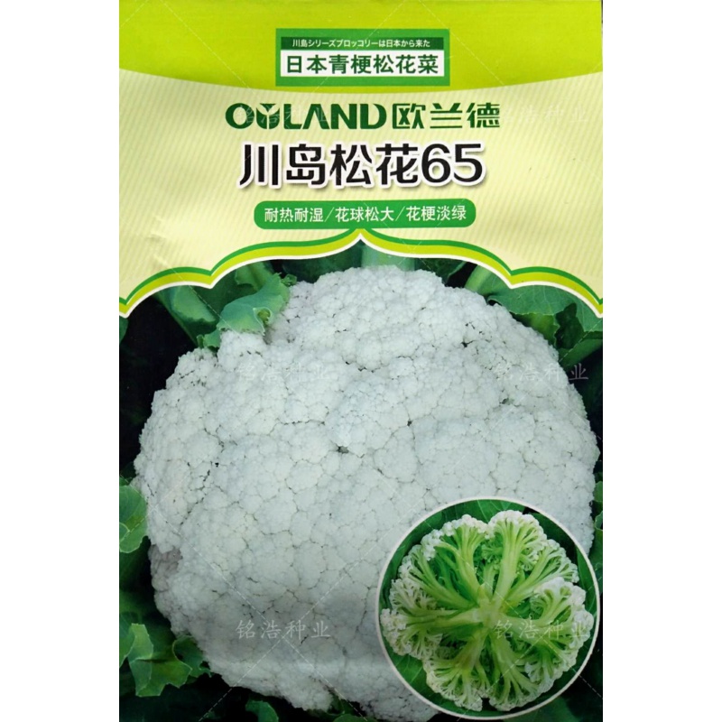 有机花菜种子青梗松花菜花椰菜高产早熟春秋播蔬菜种籽川岛松花65