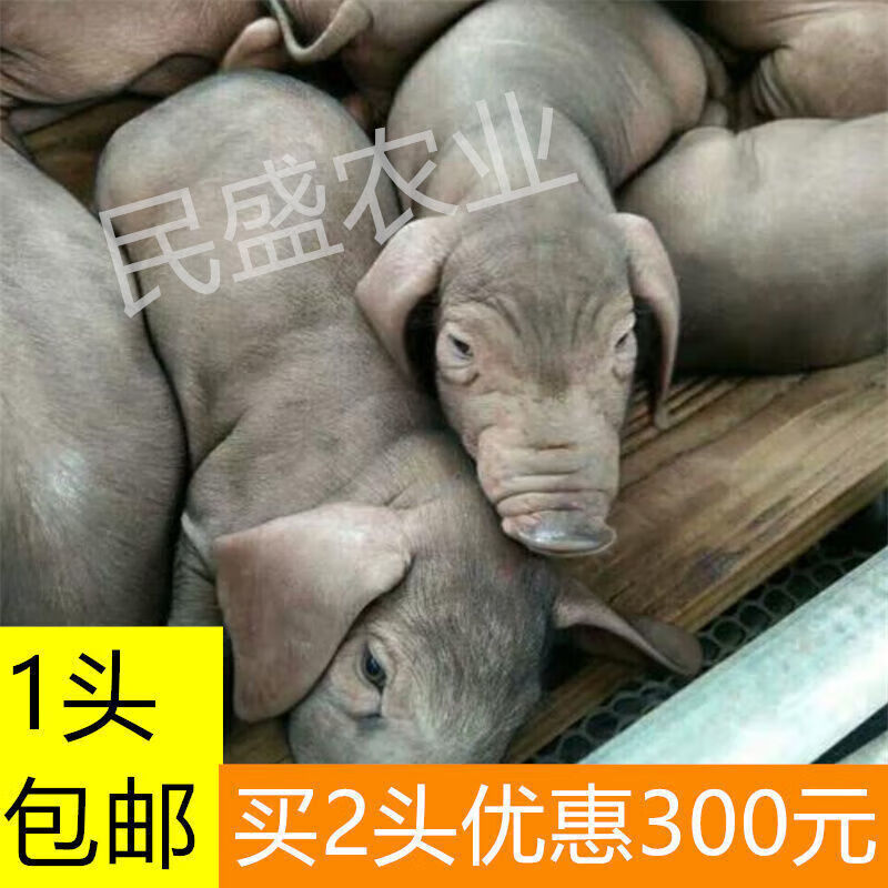 原种太湖母猪纯种太湖母猪种公猪活猪仔小猪仔活种猪幼崽高产原 太湖