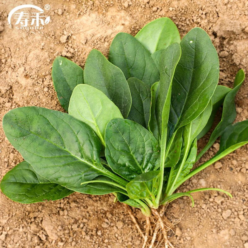 寿禾 当季春季季蔬菜种子适合3-5月种植 菠菜种子30g