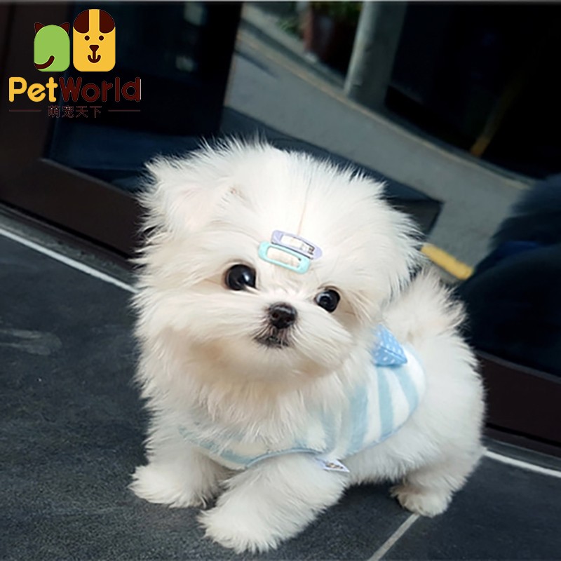 哼嘟(humdu)小体茶杯马尔济斯纯种马尔济斯犬幼犬马尔济斯茶杯犬宠物