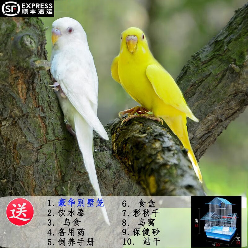 虎皮鹦鹉活鸟中小型会说话宠物鸟活物手养玄凤幼鸟活体顺丰包邮 纯手