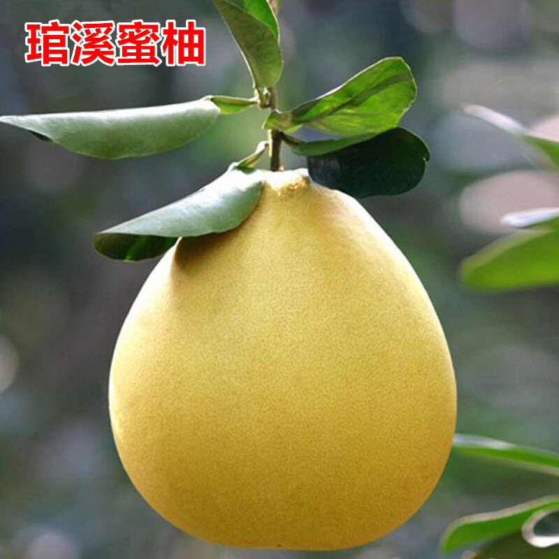 蜜柚三红蜜柚南北方种植盆栽地栽果树苗当年结果 琯溪蜜柚4年嫁接苗