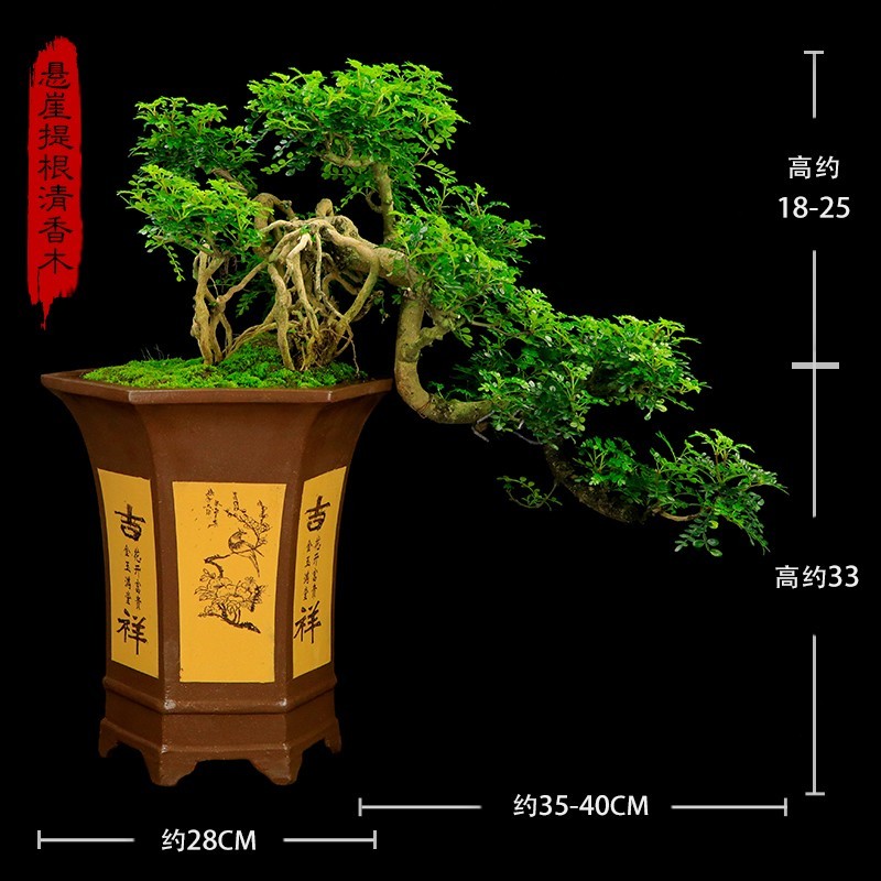 大型清香木(六边束腰紫砂盆)