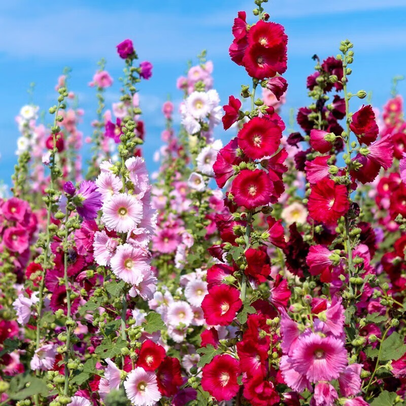 御卉阁重瓣蜀葵花种子花籽四季播易活混色一多年生丈红种子戎葵花草