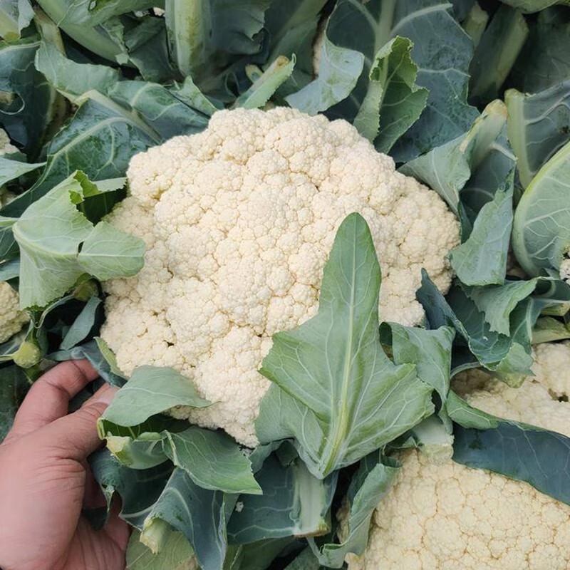 种菜记松花菜种子青梗花椰菜白色有机花菜种籽孑春季秋季耐寒菜籽 松