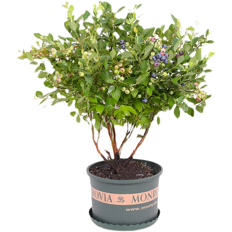 嫣蓝蓝莓苗蓝莓树苗盆栽地栽蓝莓果树苗/蓝莓苗5年苗1棵源头直发