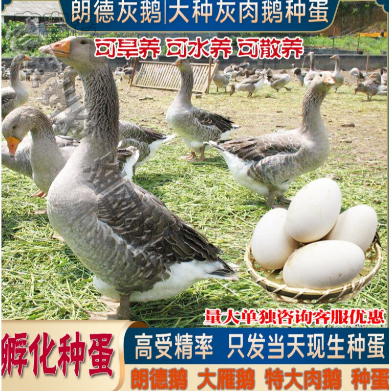 朗德鹅种蛋灰鹅蛋雁鹅种蛋受精蛋卵西南灰鹅肉鹅灰特大品种可孵化