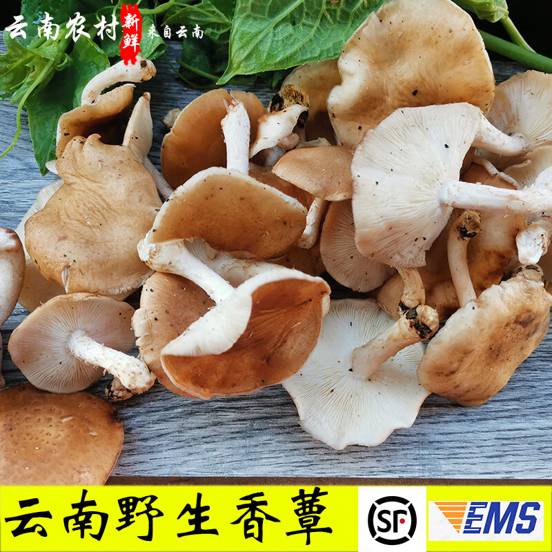 樱鲜【空运直达】云南野生香蕈新鲜香信菇丑食用菌菇 新鲜香信 500g
