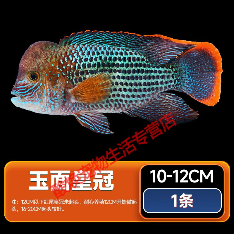 红尾皇冠鱼玉面皇冠鱼起头活鱼蓝面财神中大型热带观赏鱼 10-12厘米
